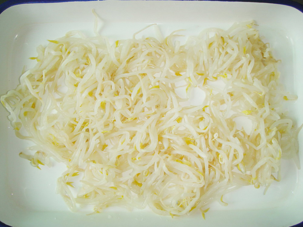 Bean Sprouts-2